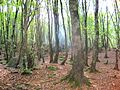 Alangdare forest