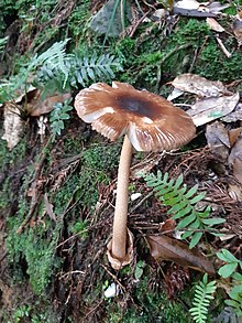 Amanita orientifulva.jpg