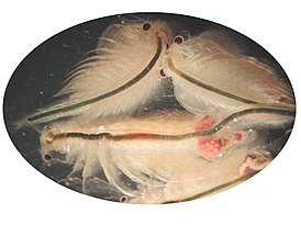 Artemia salina