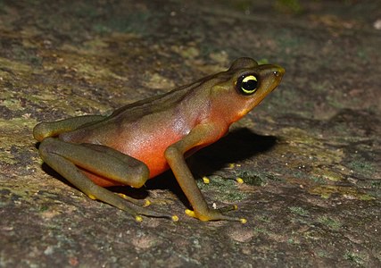 Limosa harlequin frog, by Brian Gratwicke