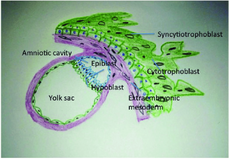 File:Bilaminar-embryonic-disc-at-14-days-in-the-implantation-site-in-endometrium.png