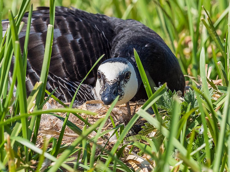 File:Branta leucopsis EM1B9676 (34375189060).jpg