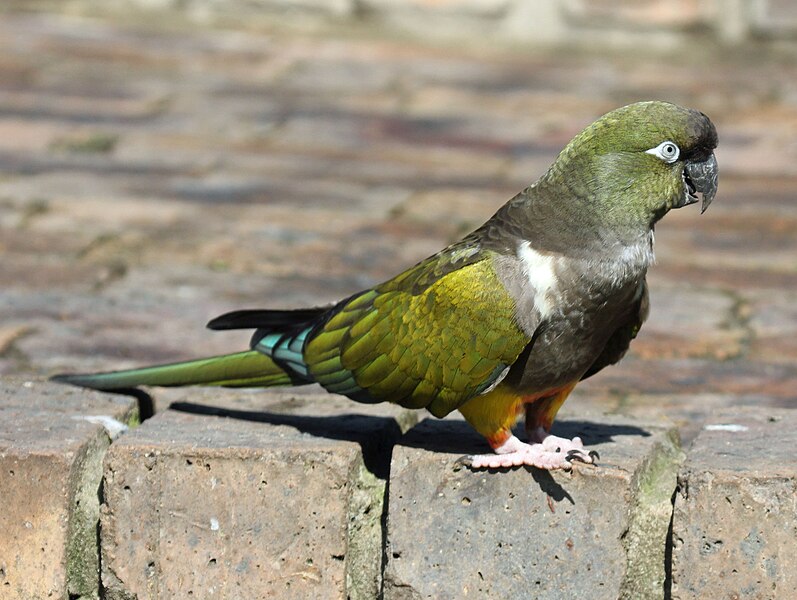 Archivo:Burrowing Parrot RWD1.jpg