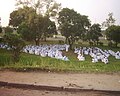 Image 16Branhamist worshippers in Kinshasa (from Culture of the Democratic Republic of the Congo)