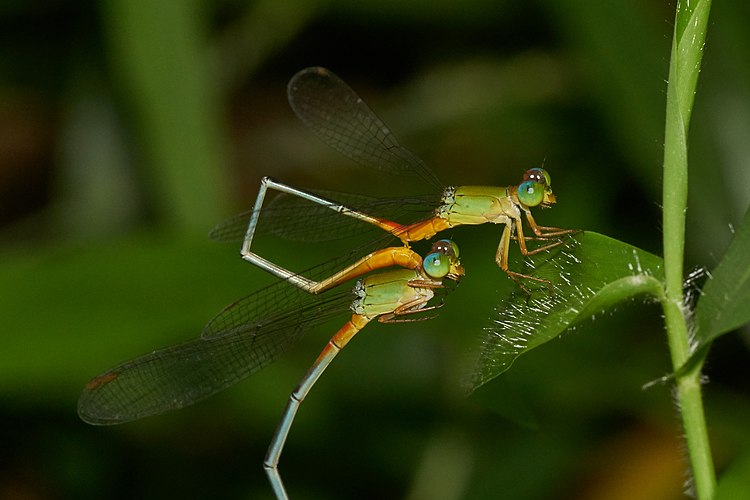 Пара стрекоз-стрелок Ceriagrion cerinorubellum