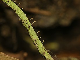 Хенотека шелушистая (Chaenotheca furfuracea)