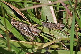 Самка и самец конька обыкновенного (Chorthippus brunneus) сидят в траве