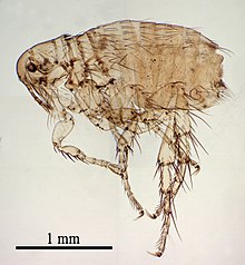 Ctenocephalides-canis.jpg