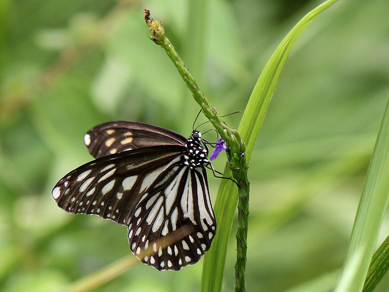 File:Danaus ismare (1).JPG