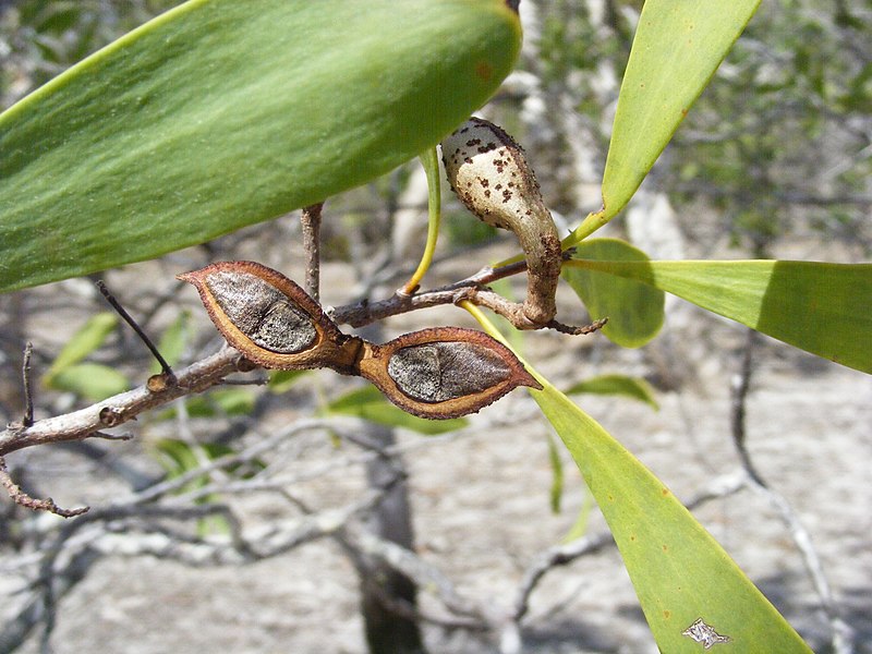 Файл:Hakea pedunculata 25463673.jpg