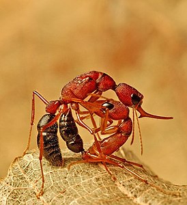 Harpegnathos saltator