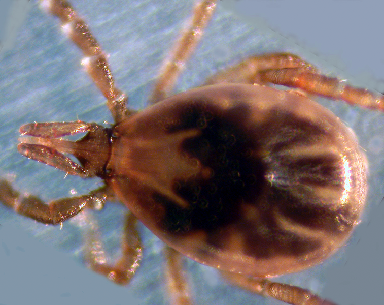 File:Ixodes scapularis.png