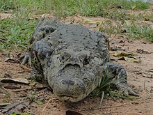 Jacaré-de-papo-amarelo (Caiman latirostris).jpg