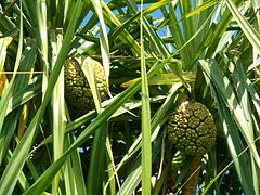 Pandanus fascicularis