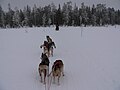 Сафари на лайках