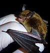 Myotis lucifugus