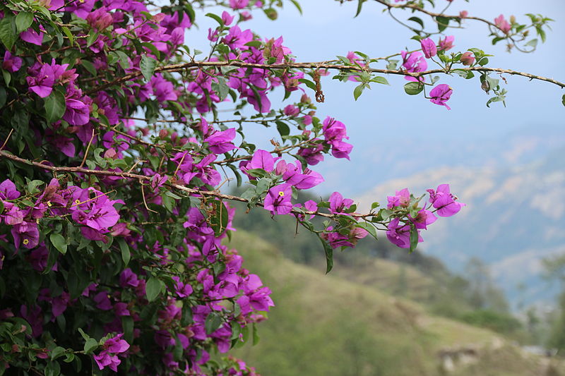 File:Nagarkot,Bhaktapur (22).JPG