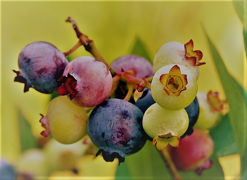 File:PattsBlueberries.jpg