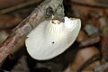 Эксцентричное (Pleurotus dryinus)