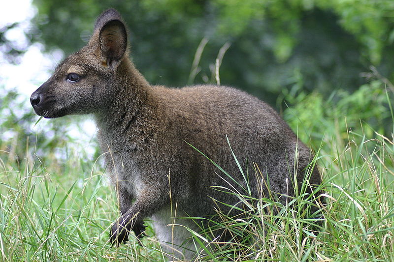 File:Red-necked wallaby.gk.jpg