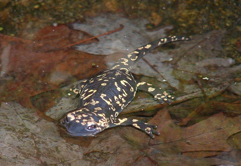 Файл:Salamandra salamandra gallaica1.jpg