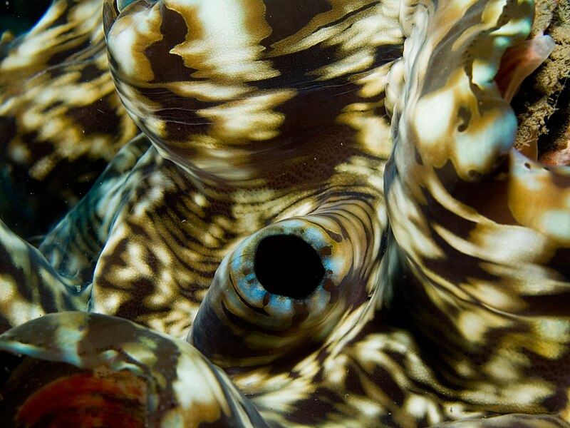 Файл:Tridacna squamosa (Giant clam).jpg