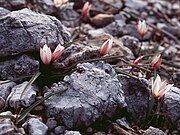 Amongst rocks