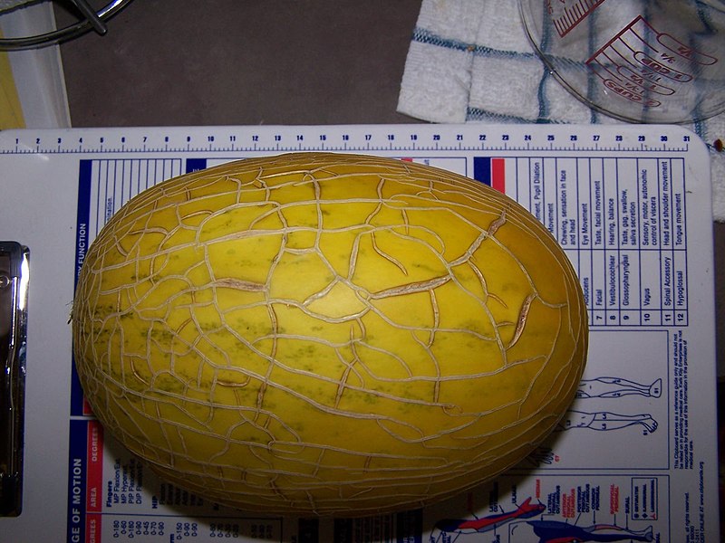 File:Whole melon.jpg