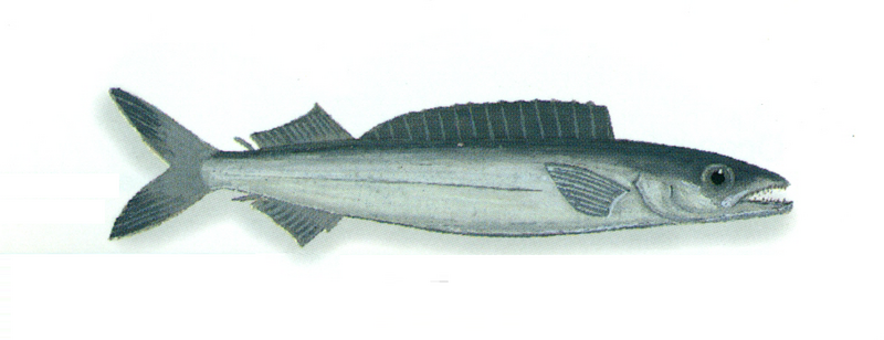 File:XRF-Promethichthys prometheus.png