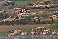 Flamingo birds in the lake