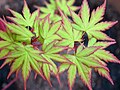 New leaves on A. palmatum 'Sango Kaku'