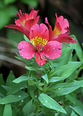 Alstroemeria