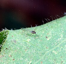 Aphis gossypii02.jpg