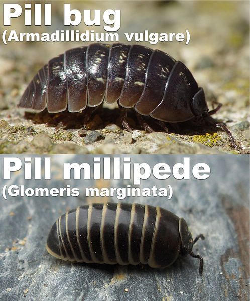 File:Armidillidium.vs.glomeris.jpg