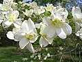 White C. florida. 'Bay Beauty'. Note the double bracts.