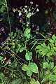 Bupleurum longifolium