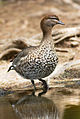 Image 17 Australian Wood Duck Photo: JJ Harrison The Australian Wood Duck (Chenonetta jubata, female shown here) is a dabbling duck found throughout much of Australia. This 45–51 cm (18–20 in) duck looks like a small goose, and feeds on grassland mostly by grazing in flocks. Unusually for a duck, it rarely swims. More selected pictures