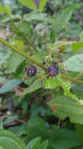 Archivo:Clidemia hirta ripened fruits.jpg