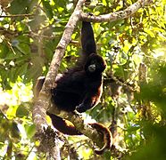 Mono choro de cola amarilla (Oreonax flavicauda)