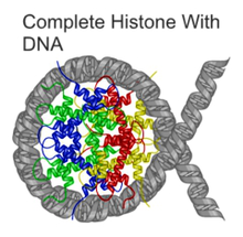 Complete Histone with DNA.png