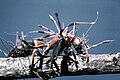 Cordyceps beginning its growth from an insect.