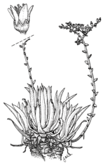 Miniatura para Dudleya traskiae