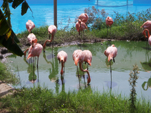 Flamencos en Selwo Marina.PNG