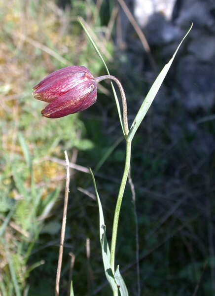 File:Fritillaria orientalis4.jpg