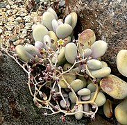 Graptopetalum amethystinum