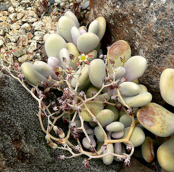 Файл:Graptopetalum amethystinum 1.jpg