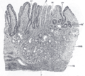 Cardiac glands (at cardia)