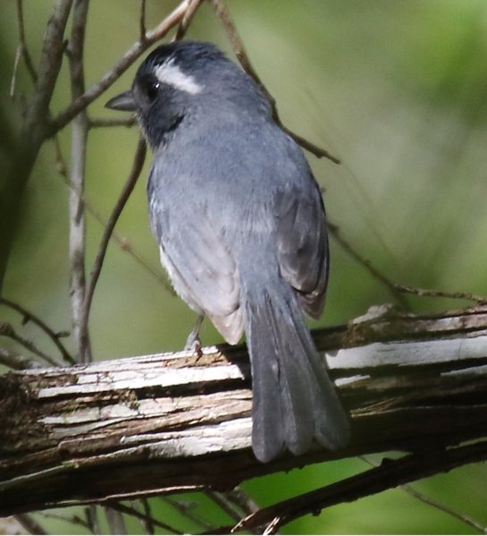 File:Grey-throated Chat.tif