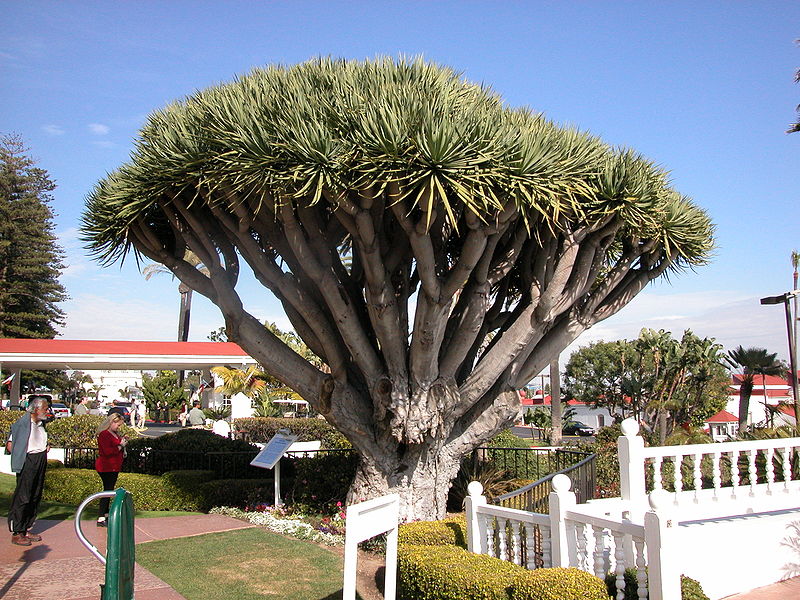 File:HotelDelCoronado-DragonTree.jpg