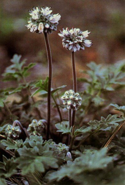 File:Hydrophyllum occidentale.jpg